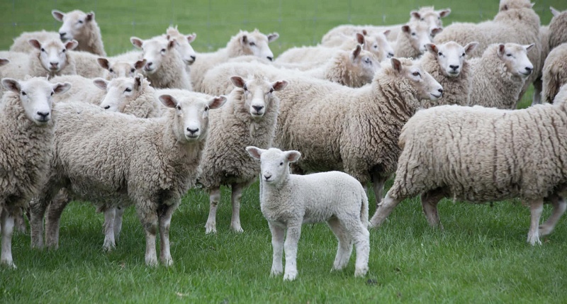sheep